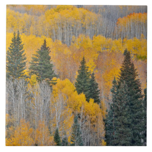 Carreau Couleurs d'automne sur Aspen Groves