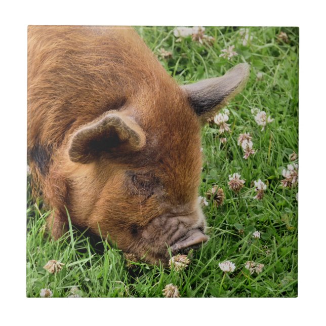 CARREAU COUPER (Devant)