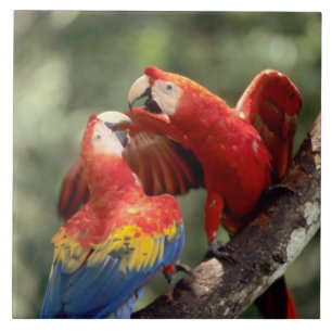 Carreau Couple d'Ara rouge