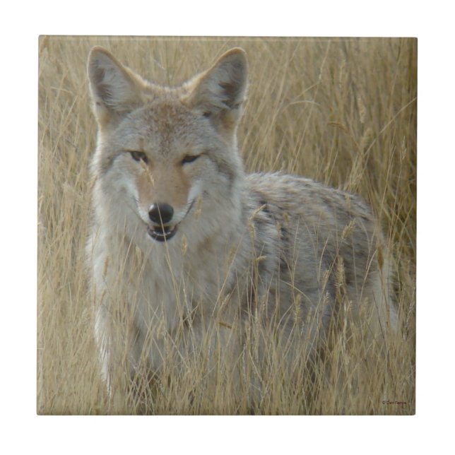 Carreau Coyote R2 dans les hautes herbes (Devant)