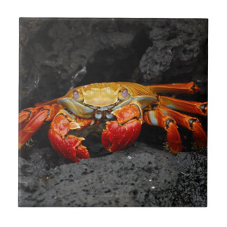 Carreau Crabe coloré