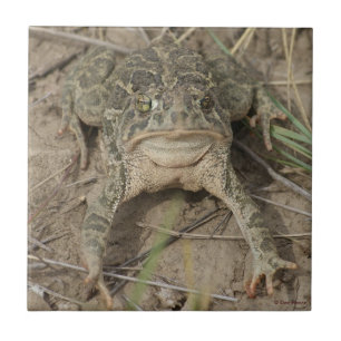 Carreau Crapaud des prairies R10