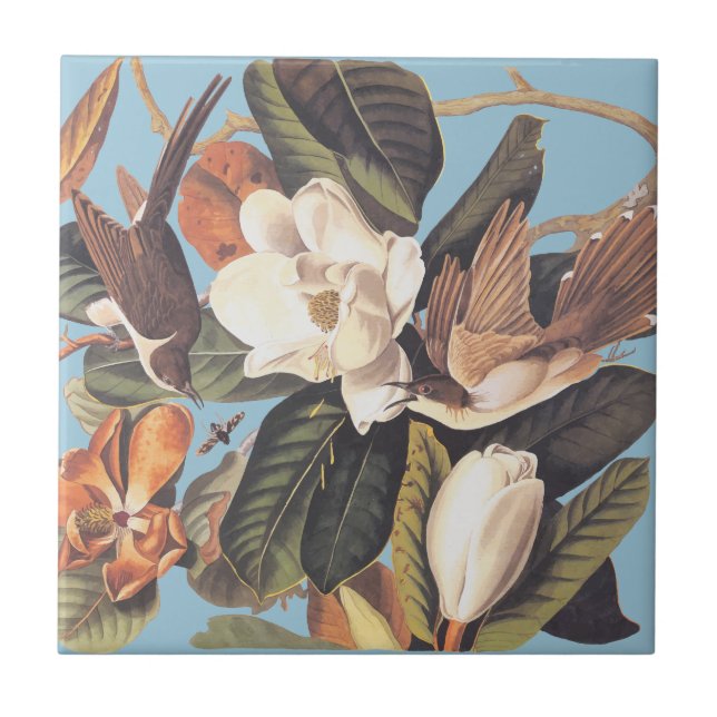 Carreau Cuckoo noir d'Audubon (Devant)