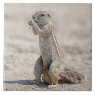 Carreau Cuisine sqirrel