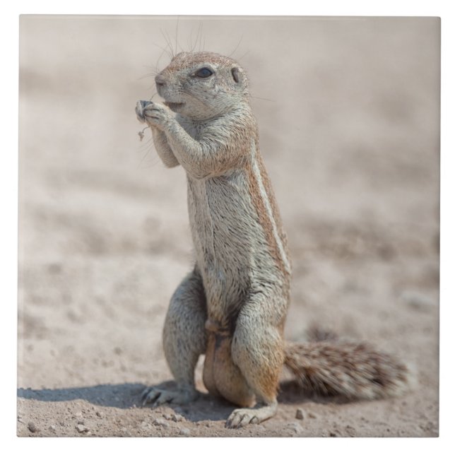 Carreau Cuisine sqirrel (Devant)