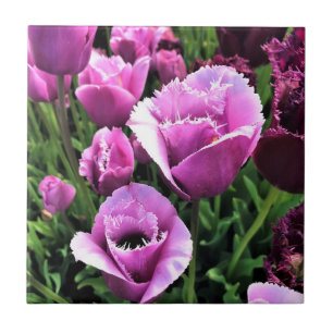 Carreau Curly Sue Purple Tulips, Oregon