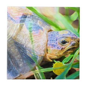 Carreau Cute Angulate Tortoise Afrique du Sud Détails