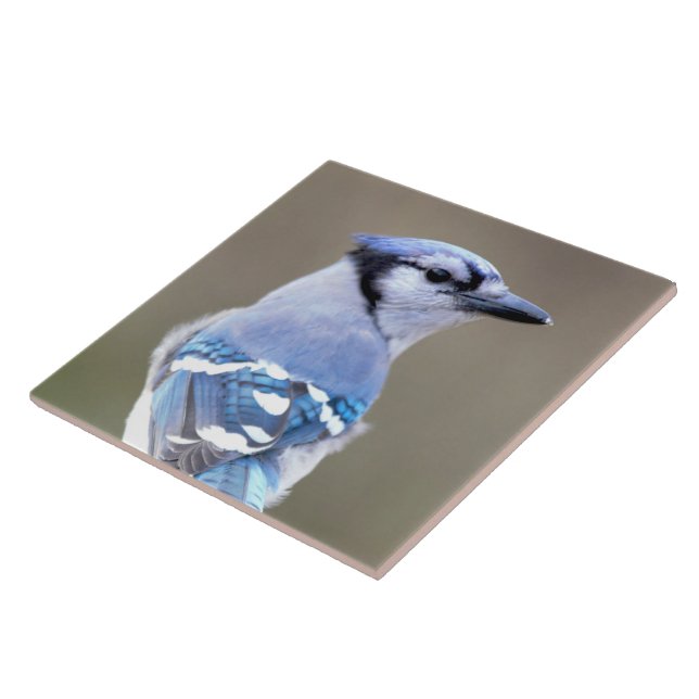 Carreau Cute Bleu Jay Songbird sur Treestump (Côté)