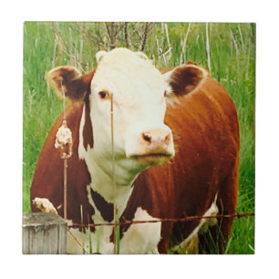 Carreau Cute Cudely Cow Friend 4Jeremy