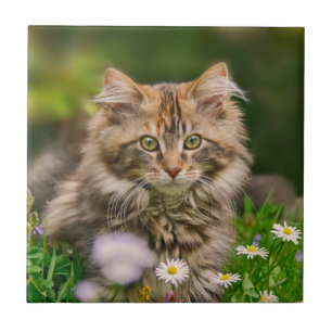 Carreau Cute Fluffy Maine Coon Kitten Chat Photo animal —