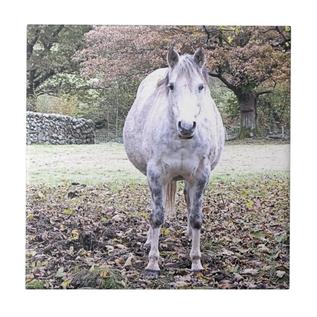 CARREAU CUTE HORSE (Devant)