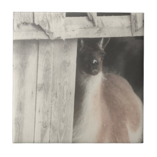 Carreau Cute Llama Animal Noir Et Blanc