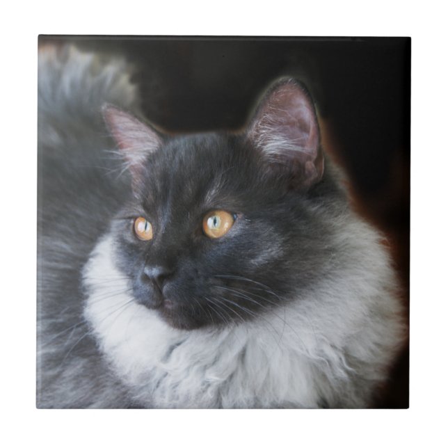 Carreau Cute Ragdoll Chat Kitten Rag Poupée Kitty Chat Pho (Devant)
