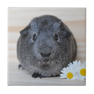 Carreau Cute Smooth, Argent Agouti Guinée Pig et marguerit