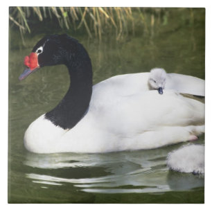 Carreau Cygne à cou noir adulte et cygneaux dans l'eau.