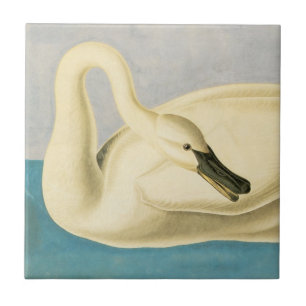 Carreau Cygne trompette par John James Audubon, Oiseau Vin