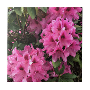 Carreau Cynthia Rhododendrons, Oregon