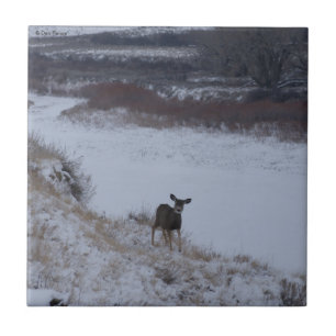 Carreau D16 Mule Deer Doe dans River Valley