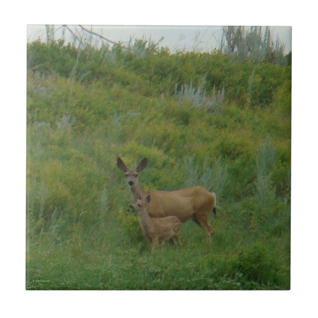 Carreau D5 Mule Deer Doe et Fawn (Devant)