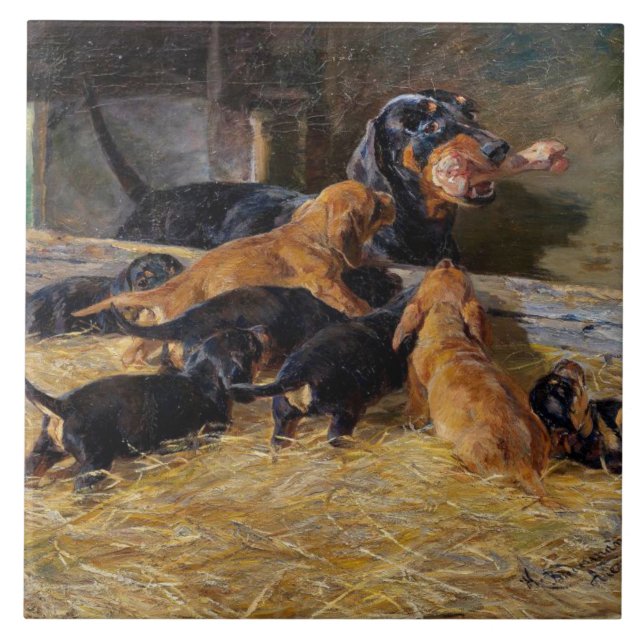 Carreau Dachshunds avec chiot dans le bieder stable Hermin (Devant)