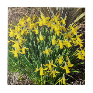 Carreau Daffodiques jaunes de printemps Carrelage en céram