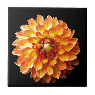 Carreau Dahlia