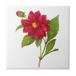 Carreau Dahlia rouge par Pierre Joseph Redoute