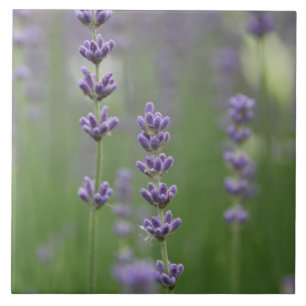 Carreau Dainty Lavender Grande Carrelage Carré