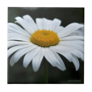 Carreau Daisy - Face vers le haut