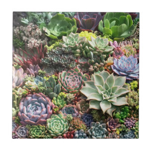 Carreau De beaux succulents