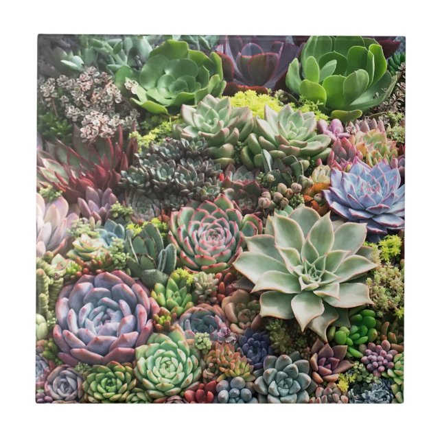 Carreau De beaux succulents (Devant)
