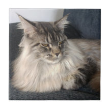 Carreau de céramique de chat de ragondin du Maine