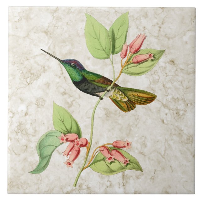 Carreau de céramique de colibri magnifique (Devant)