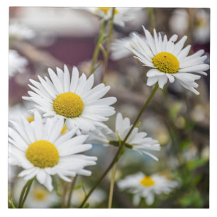Carreau de céramique de marguerites blanches