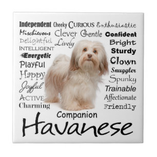 Carreau de céramique de traits de Havanese
