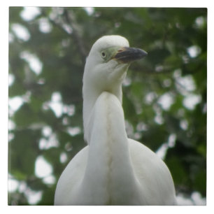 Carreau de céramique gros plan d'aigrette