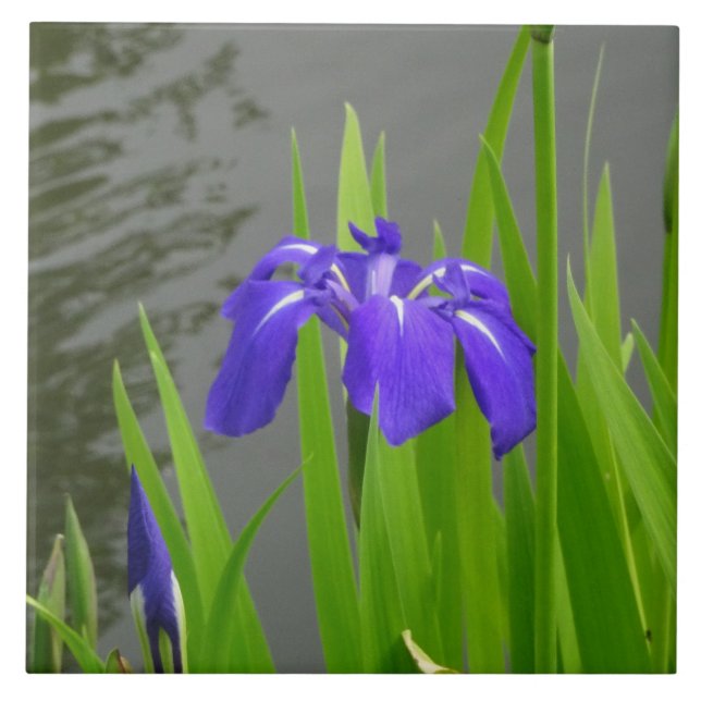 Carreau de céramique Iris Bleu (Devant)