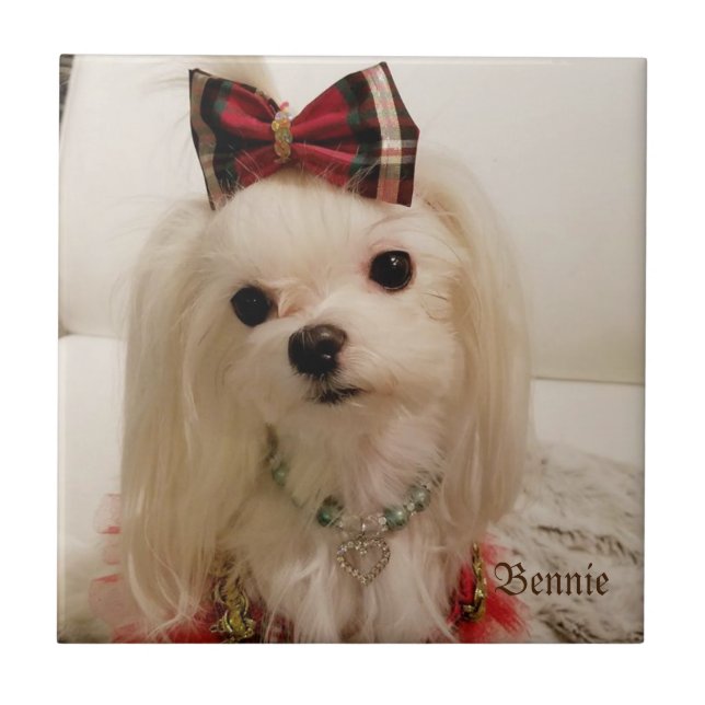 Carreau de céramique maltais (Devant)