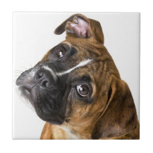 Carreau décoratif chien boxer
