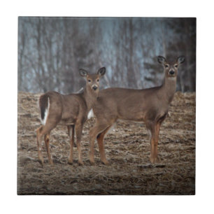 Carreau Deer_0337v