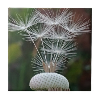 Carreau Delicate Dandelion Seeds 