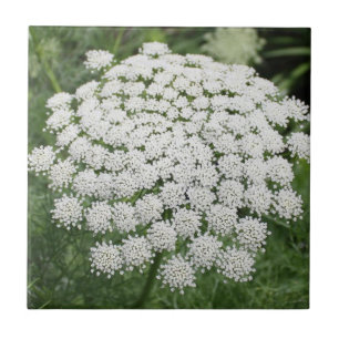 Carreau Dentelle de la reine Anne, Fleur sauvage blanche