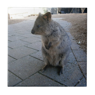 Carreau "Des coups de bâton en Australie : une Quokka gris