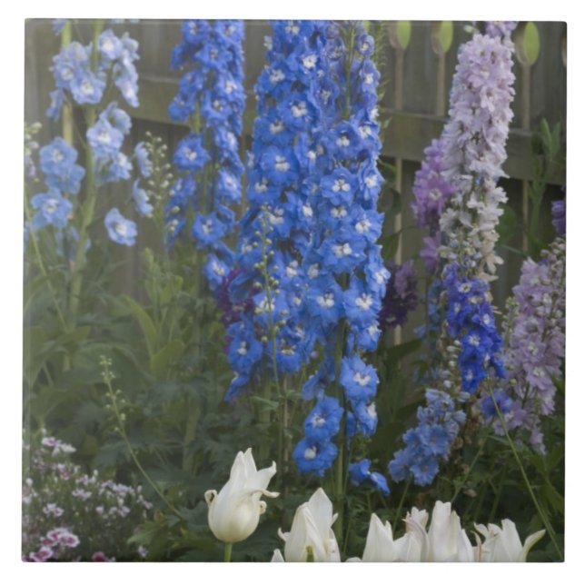 Carreau Des fleurs printanières le long d'un chemin de jar (Devant)