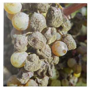 Carreau Des raisins sémillon à la pourriture noble. au mom