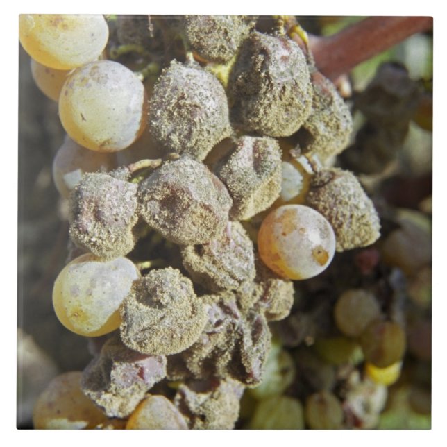 Carreau Des raisins sémillon à la pourriture noble. au mom (Devant)