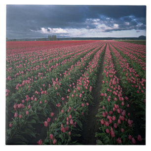 Carreau Des tulipes roses et rouges brillent sous un ciel