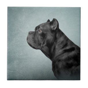 Carreau Dessin de Cane Corso - Mastiff italien