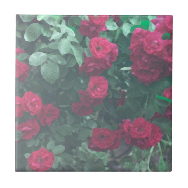 Carreau Dessin de fleurs de roses rouges vert pâle (Devant)