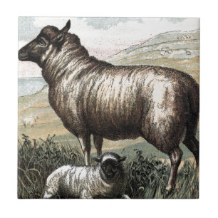 Carreau Dessin vintage : Persan de point noir (mouton)